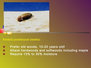 Anobiid powderpost beetles:
Prefer old woods, 10-20 years old!
Attack hardwoods and softwoods including maple
Require 13% to 30% moisture

 