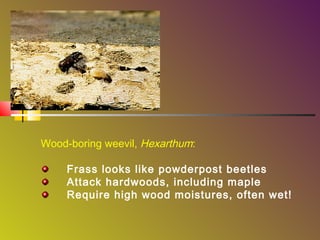 Wood-boring weevil, Hexarthum:
Frass looks like powderpost beetles
Attack hardwoods, including maple
Require high wood moistures, often wet!

 