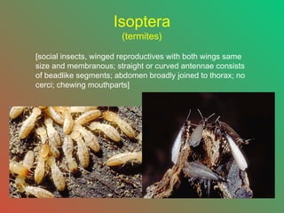Isoptera
(termites)

[social insects, winged reproductives with both wings same
size and membranous; straight or curved antennae consists
of beadlike segments; abdomen broadly joined to thorax; no
cerci; chewing mouthparts]

 