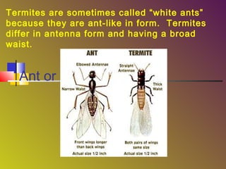 Termites are sometimes called “white ants”
because they are ant-like in form. Termites
differ in antenna form and having a broad
waist.

Ant or Termite?
Figure 3-5

 