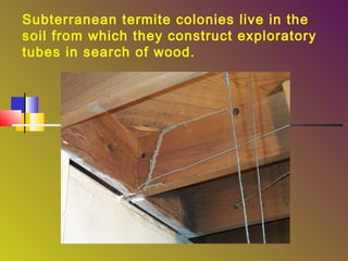 Subterranean termite colonies live in the
soil from which they construct exploratory
tubes in search of wood.

 