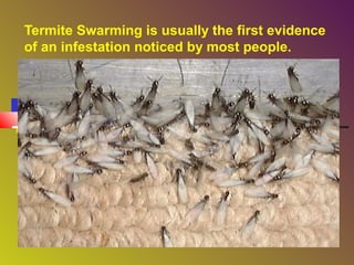 Termite Swarming is usually the first evidence
of an infestation noticed by most people.

 
