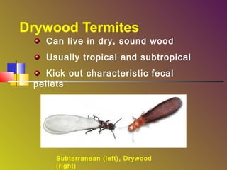 Drywood Termites

Can live in dry, sound wood
Usually tropical and subtropical

Kick out characteristic fecal
pellets

Subterranean (left), Drywood
(right)

 