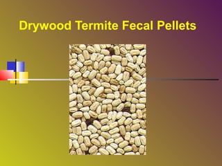 Drywood Termite Fecal Pellets

 