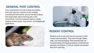 Termite and Pest Control in Gold Coast: Protecting Your Home and ...