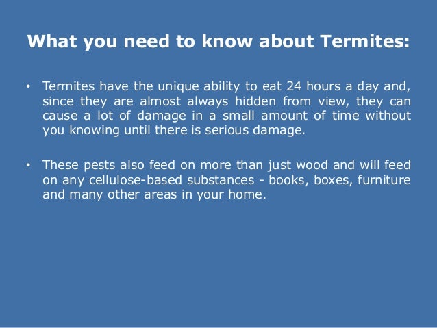 What do termite bites look like?