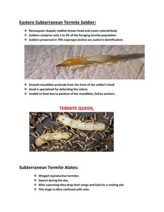 Eastern Subterranean Termite Soldier:
 Rectangular shaped, reddish-brown head and cream colored body
 Soldiers comprise only 1 to 3% of the foraging termite population
 Soldiers preserved in 70% isopropyl alcohol are useful in identification.
 Smooth mandibles protrude from the front of the soldier's head
 Head is specialized for defending the colony
 Unable to feed due to position of the mandibles, fed by workers.
TERMITE QUEEN.
Subterranean Termite Alates:
 Winged reproductive termites
 Swarm during the day
 After swarming they drop their wings and look for a nesting site
 This stage is often confused with ants.
 