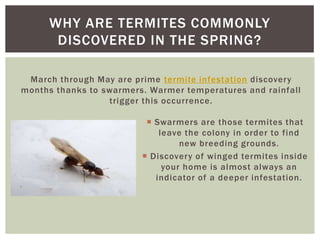 March through May are prime termite infestation discovery months thanks to swarmers. Warmer temperatures and rainfall trigger this occurrence.Why Are Termites Commonly Discovered In the Spring?Swarmers are those termites that leave the colony in order to find new breeding grounds.Discovery of winged termites inside your home is almost always an indicator of a deeper infestation.