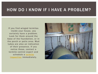 If you find winged termites inside your house, you certainly have a problem. Look for them around the base of the foundation, or in the porch or patio area. Mud tubes are also an indication of their presence. If you notice these, contact a termite control expert and schedule a termite inspection immediately.How Do I Know If I Have a Problem?