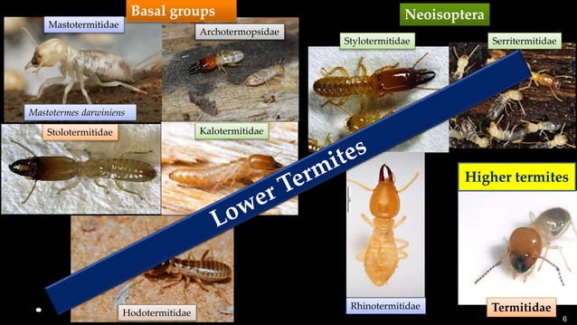 Termite evolution: Rise of Termitidae | PPTX | Geology | Science