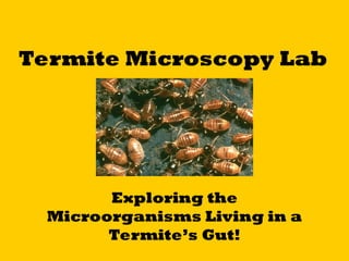 Termite Microscopy Lab viewing protists microscopy | PPT