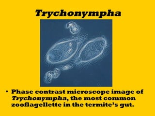 Termite Microscopy Lab viewing protists microscopy | PPT