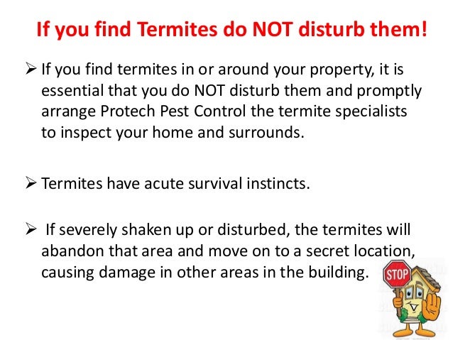 protech pest control victorville ca 3 termite pest control service in melbourne by protech protech pest control victorville ca 3 termite pest control service in melbourne by protech