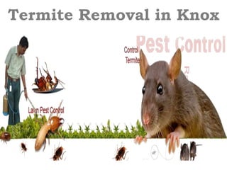Termite Removal in Knox
 