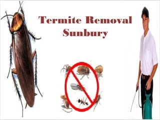 Termite Removal
Sunbury
 