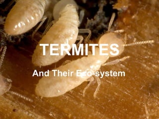 TERMITES And Their Eco-system 