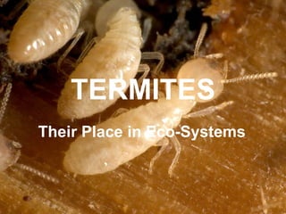 TERMITES Their Place in Eco-Systems 