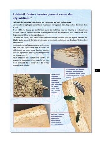 Existe-t-il d'autres insectes pouvant causer des
dégradations ?
Oui mais les termites constituent les ravageurs les plus r...