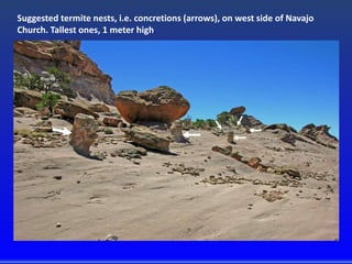 Suggested termite nests, i.e. concretions (arrows), on west side of Navajo
Church. Tallest ones, 1 meter high.
 