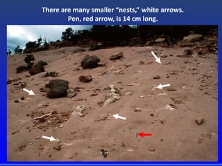 There are many smaller “nests,” white arrows.
Pen, red arrow, is 14 cm long.
 