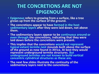 THE CONCRETIONS ARE NOT
EPIGENOUS
• Epigenous refers to growing from a surface, like a tree
grows up from the surface of the ground.
• The concretions appear to have formed in the host
sedimentary layers after they were laid down, not above
them.
• The sedimentary layers appear to be continuous around or
even through the concretions, indicating that they were
laid down before the concretions were present.
• This implies that the concretions would not represent
typical extant termite nest mounds built above the surface
of the ground as now found in Africa. At best they would
represent underground termite structures. But
underground termites are not known to build vertical
concentric cylindrical structures as these are.
• The next few slides illustrate the continuity of the
sedimentary layers next to the concretions.
 