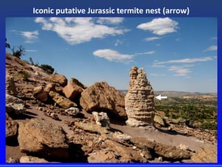 Iconic putative Jurassic termite nest (arrow)
 