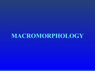 MACROMORPHOLOGY
 