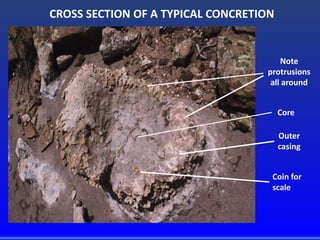 Note
protrusions
all around
Outer
casing
CROSS SECTION OF A TYPICAL CONCRETION
Coin for
scale
Core
 