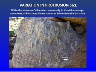 VARIATION IN PROTRUSION SIZE
While the protrusion’s diameters are usually in the 4-8 mm range,
sometimes, as illustrated below, there can be considerable variation.
25 mm
 