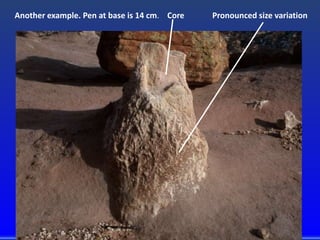 Another example. Pen at base is 14 cm. Core Pronounced size variation
 