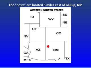 WESTERN UNITED STATES
The “nests” are located 5 miles east of Gallup, NM
 