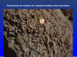 Protrusions on surface of a slanted medium size concretion
 
