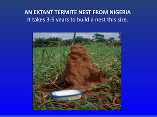AN EXTANT TERMITE NEST FROM NIGERIA
It takes 3-5 years to build a nest this size.
 