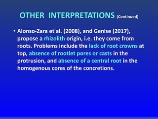 OTHER INTERPRETATIONS (Continued)
• Alonso-Zara et al. (2008), and Genise (2017),
propose a rhizolith origin, i.e. they come from
roots. Problems include the lack of root crowns at
top, absence of rootlet pores or casts in the
protrusion, and absence of a central root in the
homogenous cores of the concretions.
 