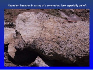 Abundant lineation in casing of a concretion, look especially on left
 