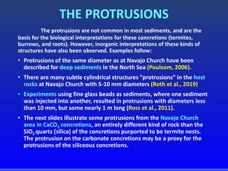THE PROTRUSIONS
The protrusions are not common in most sediments, and are the
basis for the biological interpretations for these concretions (termites,
burrows, and roots). However, inorganic interpretations of these kinds of
structures have also been observed. Examples follow:
• Protrusions of the same diameter as at Navajo Church have been
described for deep sediments in the North Sea (Poulsom, 2006).
• There are many subtle cylindrical structures “protrusions” in the host
rocks at Navajo Church with 5-10 mm diameters (Roth et al., 2019).
• Experiments using fine glass beads as sediments, where one sediment
was injected into another, resulted in protrusions with diameters less
than 10 mm, but some nearly 1 m long (Ross et al., 2011).
• The next slides illustrate some protrusions from the Navajo Church
area in CaCO3 concretions, an entirely different kind of rock than the
SiO2 quartz (silica) of the concretions purported to be termite nests.
The protrusion on the carbonate concretions may be a proxy for the
protrusions of the siliceous concretions.
 