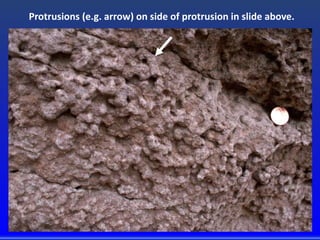 Protrusions (e.g. arrow) on side of protrusion in slide above.
 
