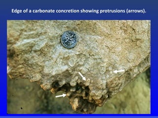 Edge of a carbonate concretion showing protrusions (arrows).
 