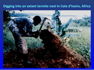Digging into an extant termite nest in Cote d’Ivoire, Africa
 