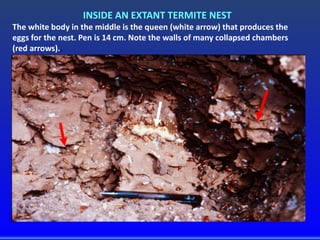 INSIDE AN EXTANT TERMITE NEST
The white body in the middle is the queen (white arrow) that produces the
eggs for the nest. Pen is 14 cm. Note the walls of many collapsed chambers
(red arrows)..
 