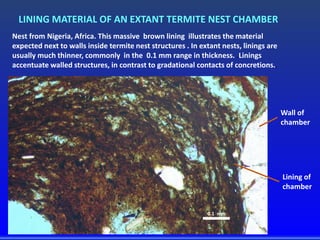 0.1 mm
Wall of
chamber
Lining of
chamber
LINING MATERIAL OF AN EXTANT TERMITE NEST CHAMBER
Nest from Nigeria, Africa. This massive brown lining illustrates the material
expected next to walls inside termite nest structures . In extant nests, linings are
usually much thinner, commonly in the 0.1 mm range in thickness. .Linings
accentuate walled structures, in contrast to gradational contacts of concretions..
 