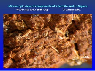 Microscopic view of components of a termite nest in Nigeria.
Wood chips about 1mm long. Circulation tube.
1 mm
 