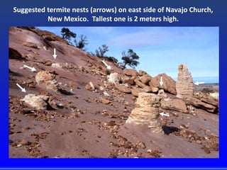 Suggested termite nests (arrows) on east side of Navajo Church,
New Mexico. Tallest one is 2 meters high.
 