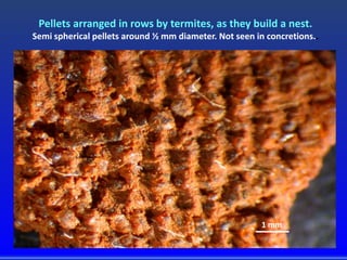 Pellets arranged in rows by termites, as they build a nest.
Semi spherical pellets around ½ mm diameter. Not seen in concretions..
1 mm
 