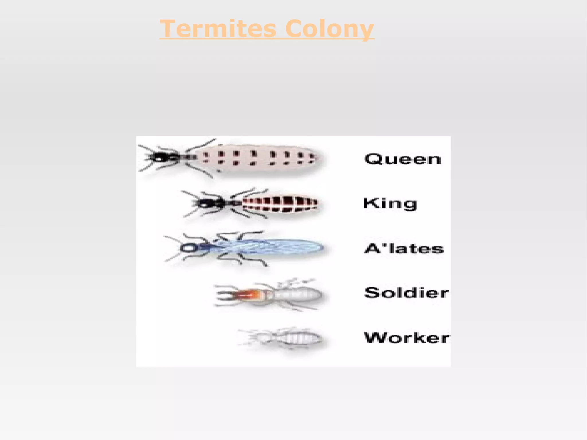 Termites Biography | PPT
