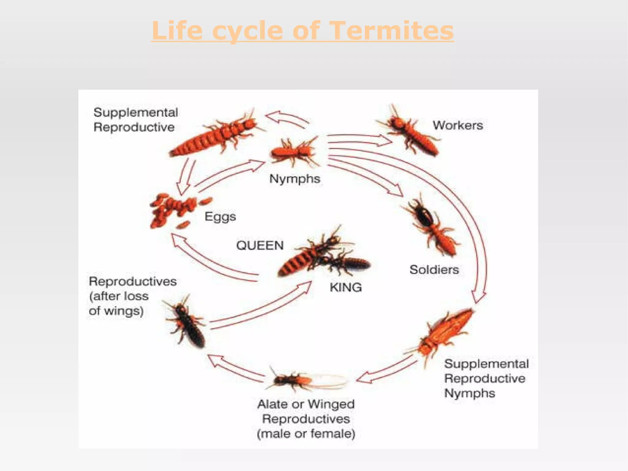Termites Biography | PPT