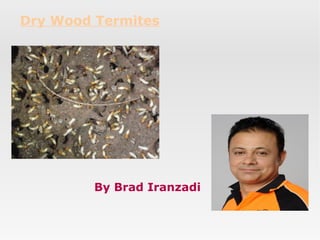 Dry Wood Termites

By Brad Iranzadi

 