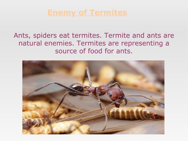 Termites Biography | PPT