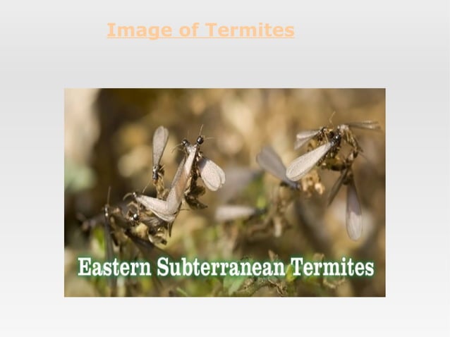 Termites Biography | PPT