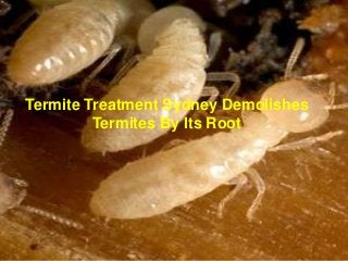 Termite Treatment Sydney Demolishes
Termites By Its Root

 